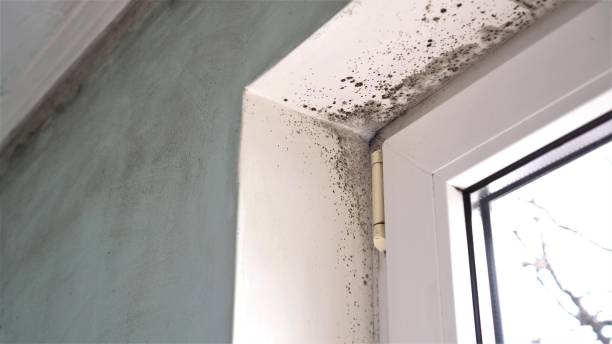 Best Biohazard Mold Removal  in Big Lake, MN