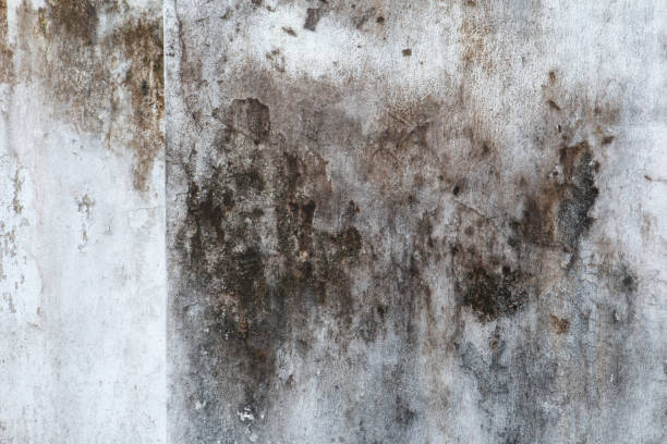 Best Mold Documentation for Insurance Claims  in Big Lake, MN