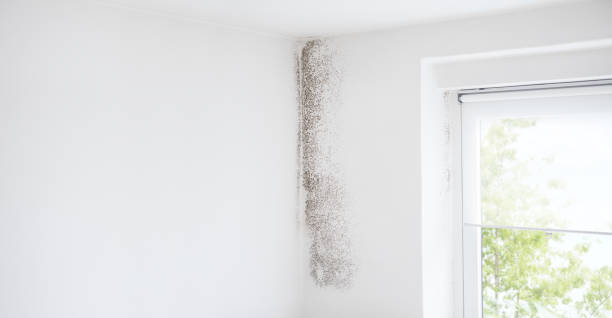 Best Mold-Related Health Consultation  in Big Lake, MN