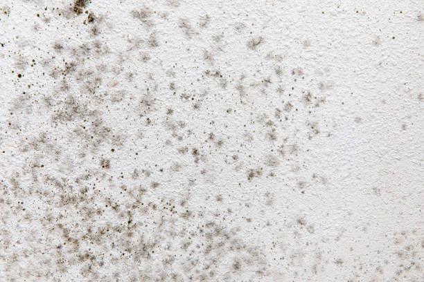 Best Commercial Mold Inspection  in Big Lake, MN