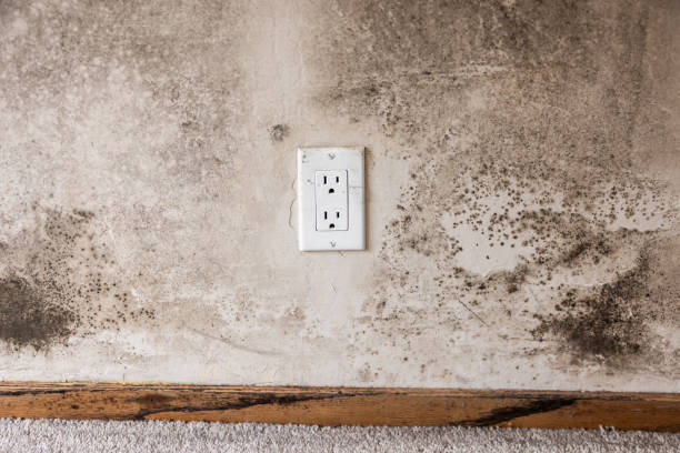 Best Attic Mold Removal  in Big Lake, MN