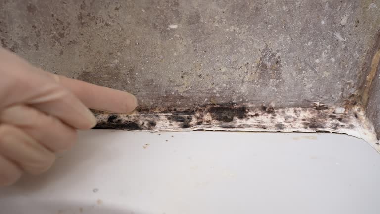 Best Real Estate Mold Inspection  in Big Lake, MN