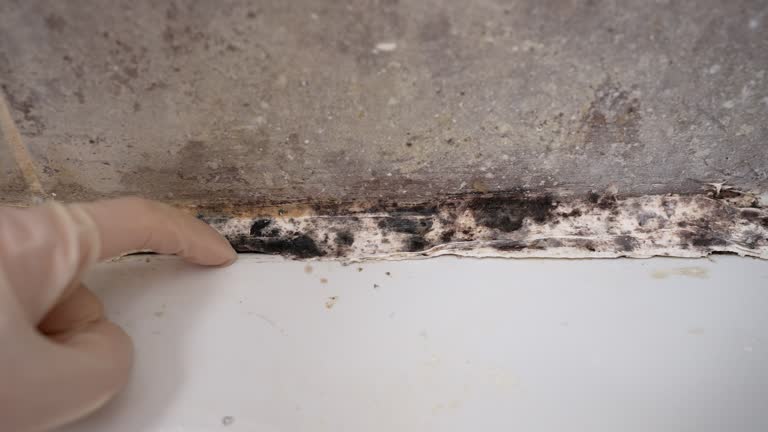 Best Basement Mold Removal  in Big Lake, MN